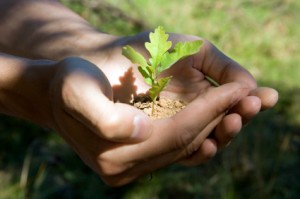 baby-oak-tree baby oak tree